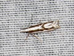 Crambus attis