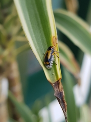 Peploptera