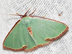 Heterorachis devocata devocata