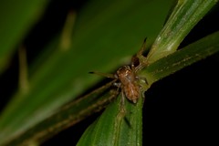 Prostheclina pallida