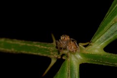 Prostheclina pallida