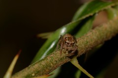 Prostheclina pallida