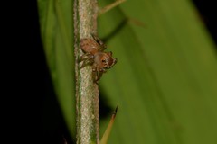 Prostheclina pallida