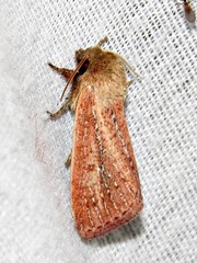 Aspidifrontia rufescens