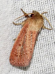 Aspidifrontia rufescens