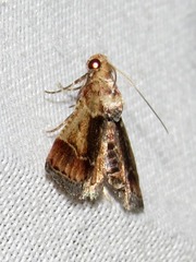 Zitha zonalis