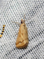 Achyra coelatalis