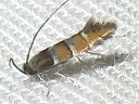 Chrysaster ostensackenella