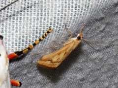 Achyra coelatalis