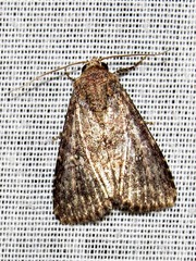 Condica capensis