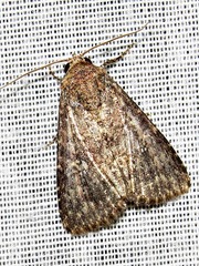 Condica capensis