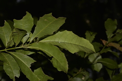 Polyosma cunninghamii