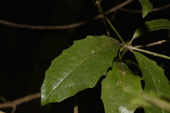 Polyosma cunninghamii