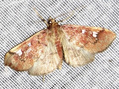 Prophantis