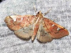 Prophantis