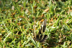Papilio pilumnus