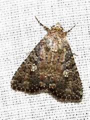 Condica capensis