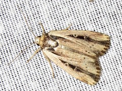 Axylia annularis