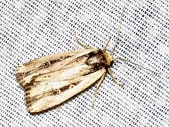 Axylia annularis