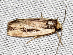 Axylia annularis