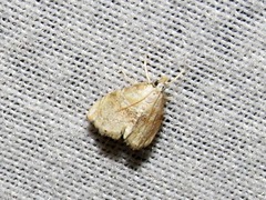 Trichophysetis whitei