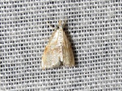 Trichophysetis whitei