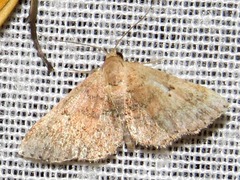 Cerynea thermesialis