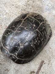 Cuora amboinensis kamaroma