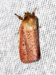 Aspidifrontia rufescens