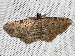 Horisme punctiscripta