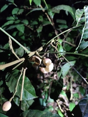 Dysoxylum