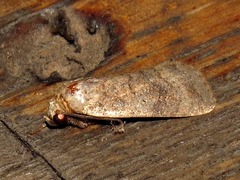 Athetis pigra