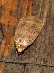 Athetis pigra