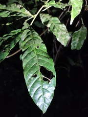 Dysoxylum