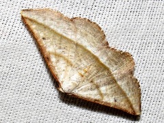 Drepanogynis admiranda