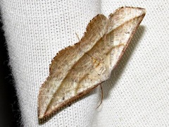 Drepanogynis admiranda