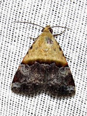 Pseudozarba bipartita