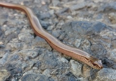 Anguis fragilis