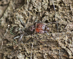 Podomyrma odae