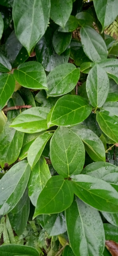 Premna oblongifolia