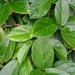 Premna oblongifolia - Photo 由 Sofi Abraham 所上傳的 (c) Sofi Abraham，保留部份權利CC BY-NC