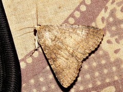 Pandesma robusta