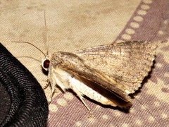 Pandesma robusta