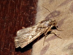 Callopistria yerburii