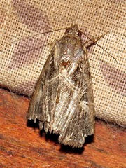 Callopistria yerburii
