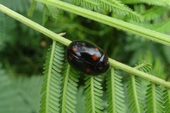 Paropsisterna octosignata