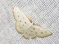 Comostolopsis stillata stillata