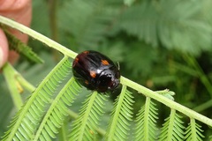 Paropsisterna octosignata