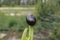 Paropsisterna octosignata