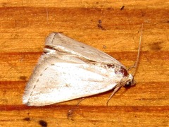 Eublemma uninotata